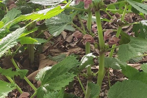 Balm-leaved archangel