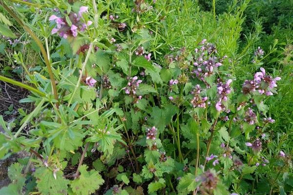 Purple dead-nettle
