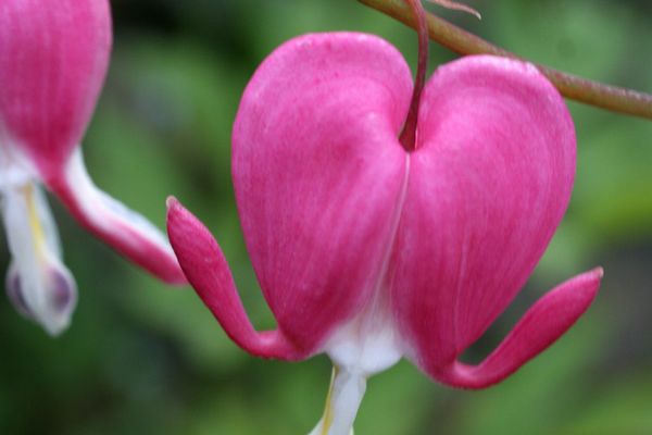 Asian bleeding-heart