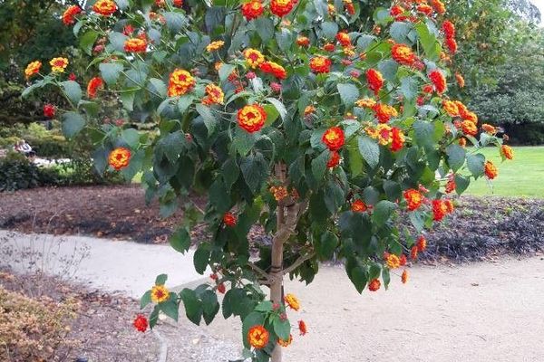 Common lantana