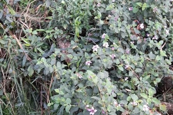 Lantana fucata