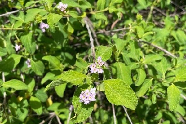 Fragrant buttonsage