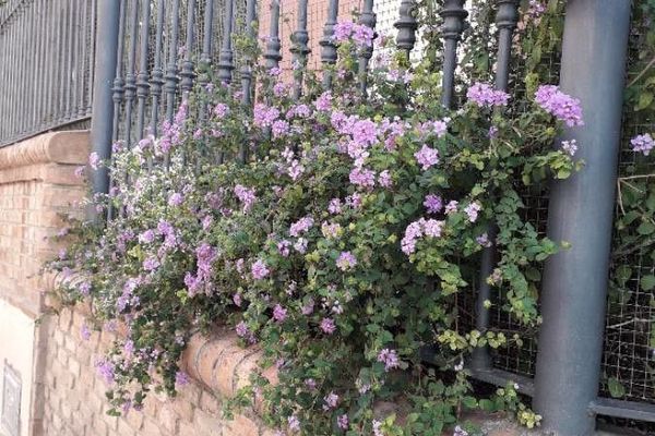 Purple lantana