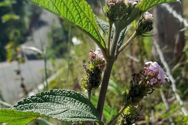 Sweet-sage