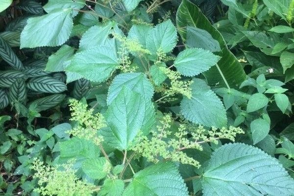 West indian-nettle