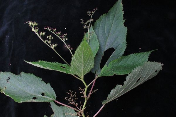 Laportea bulbifera