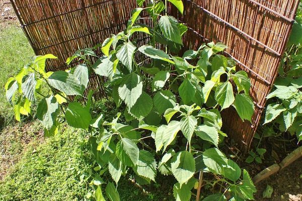 Wood-nettle