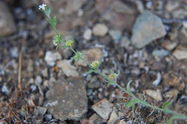 Spiny sheepbur