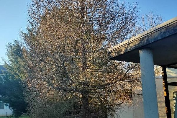 European larch