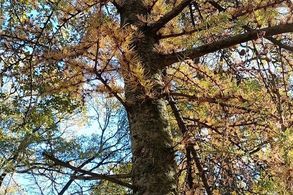 Dahurian larch