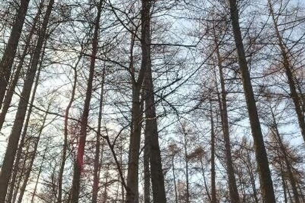 Japanese larch