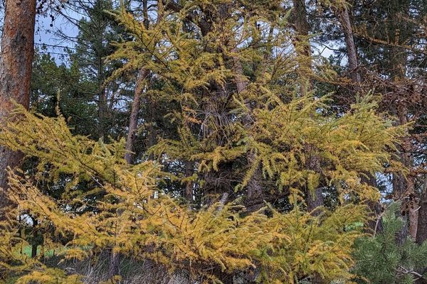 Alaskan larch