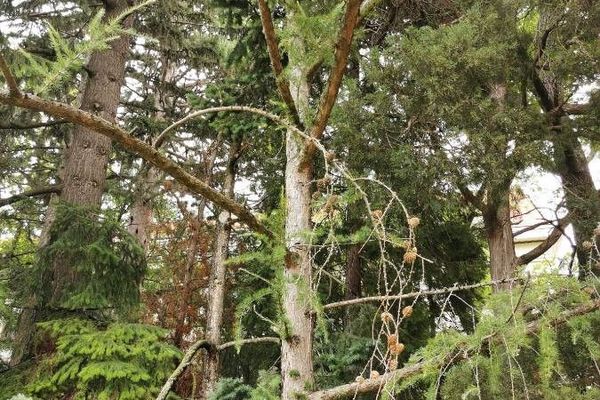 Siberian larch