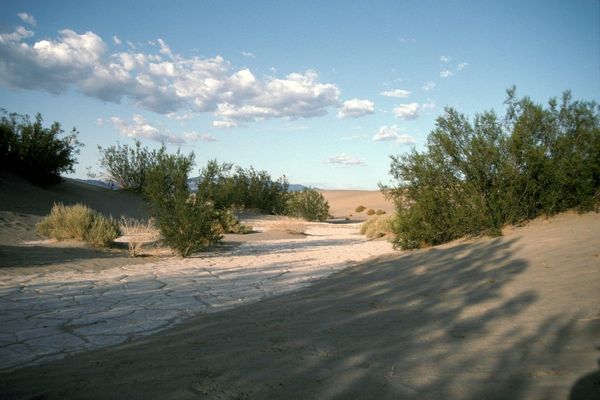 Creosote bush