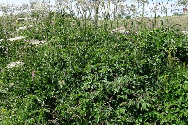 Broadleaf sermountain