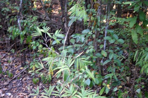 Smallcane