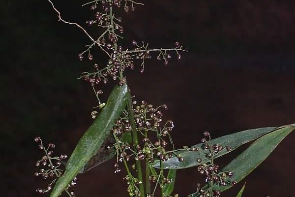 Lasiacis ligulata