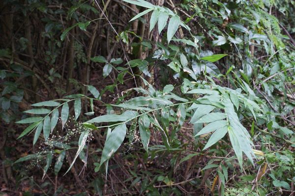Woodland tribisee