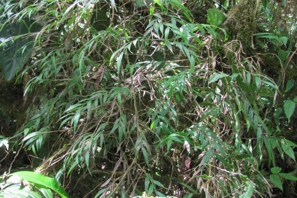 Lasiacis nigra