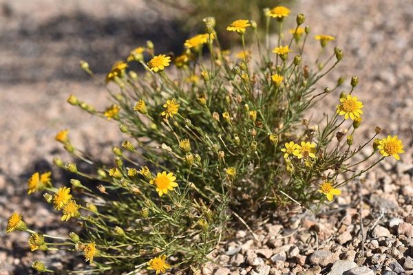 Common goldfields