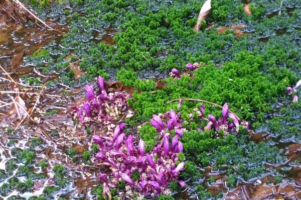 Purple toothwort