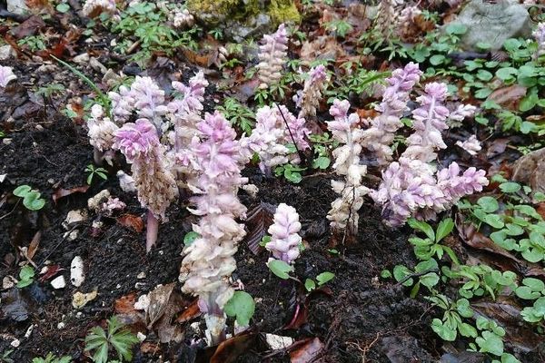 Common toothwort