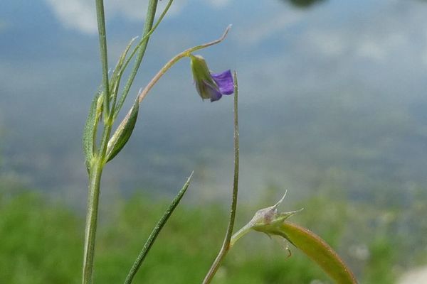 Slender wild-pea