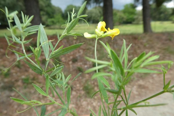 Fodder-pea