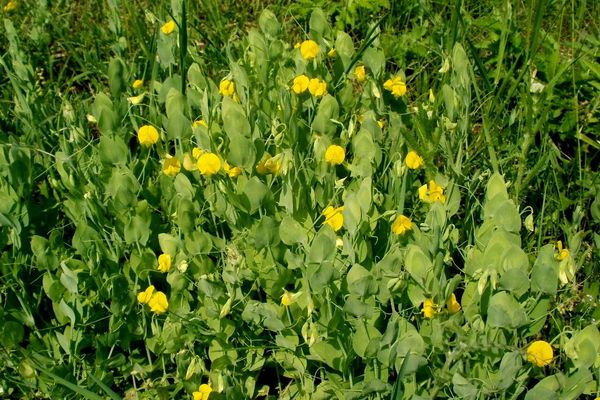 Yellow vetchling