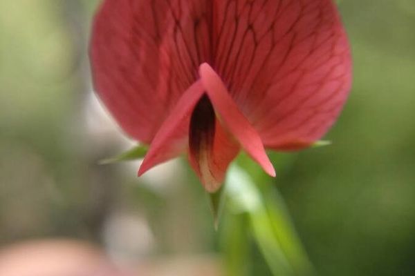 Chickling-vetch