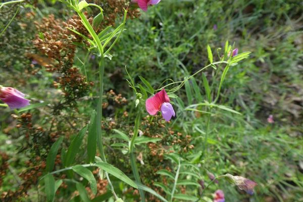 Spanish vetchling