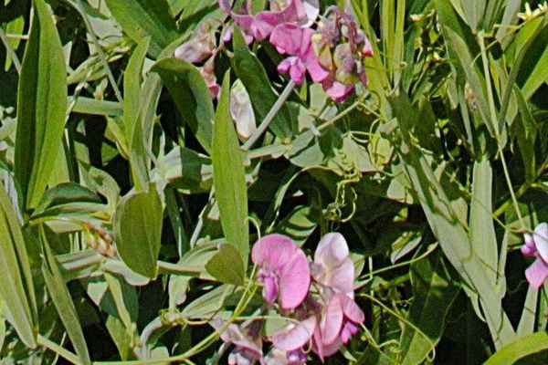 Norfolk everlasting-pea