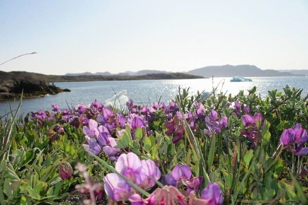 Beach-pea