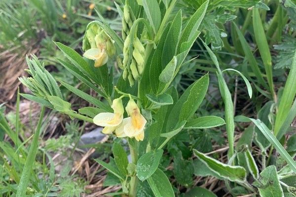 Lathyrus laevigatus
