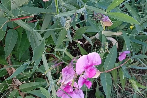 Everlasting-pea