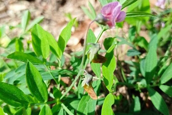 Bitter-vetch