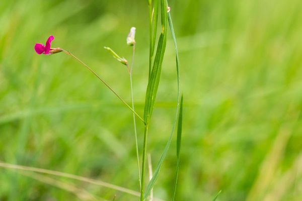 Grass vetchling