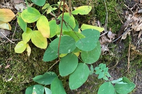 Pale vetchling