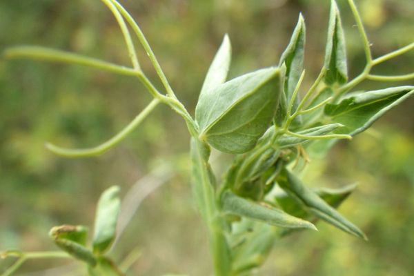 Cyprus-vetch