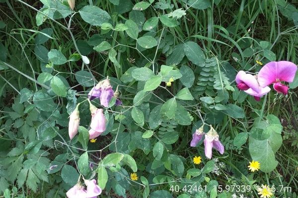 Sweet-pea