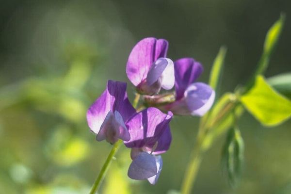 Marsh vetchling