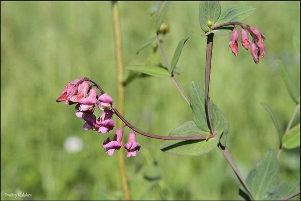 Lathyrus pisiformis