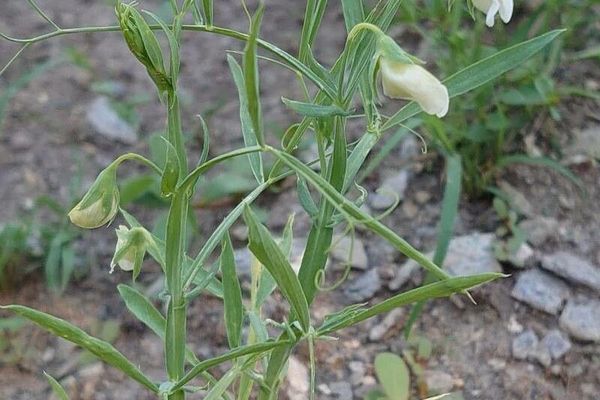Indian-pea