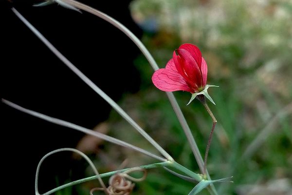 Brown vetchling