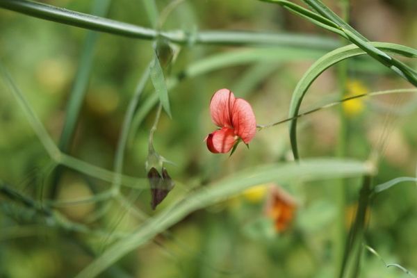 Round-seed vetchling