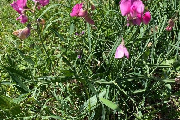 Narrow-leaf everlasting-pea