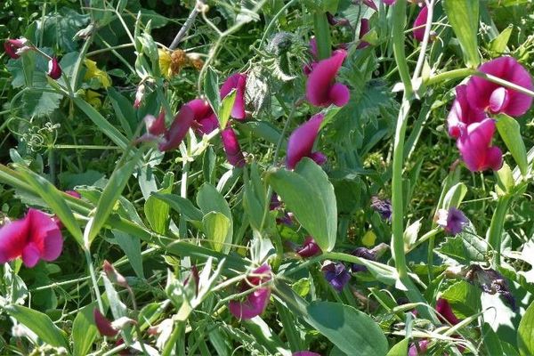 Tangier-pea