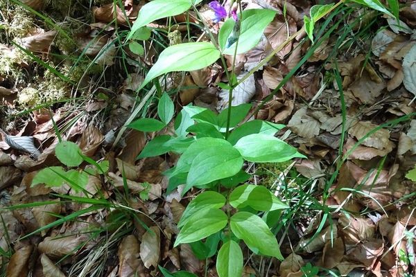 Spring-vetch