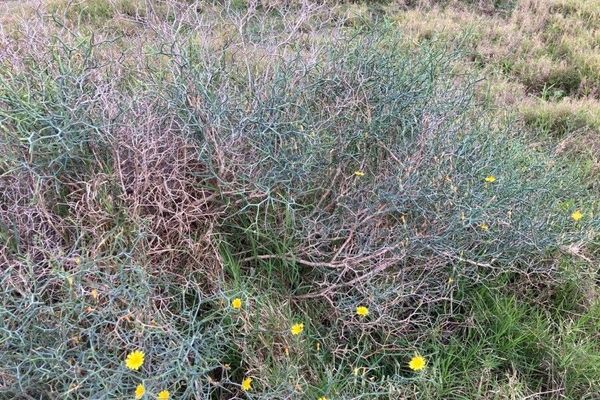 Launaea arborescens