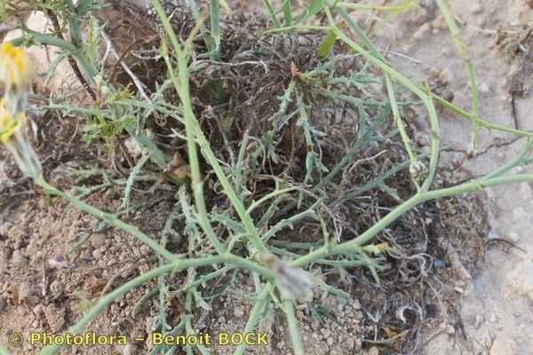 Launaea fragilis